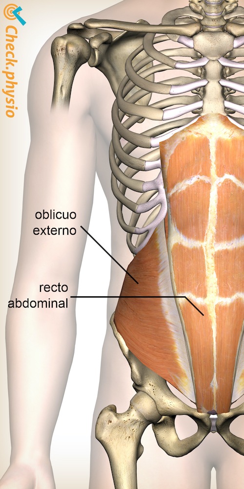 abdomen abdomen oblicuo abdomen recto anatomía